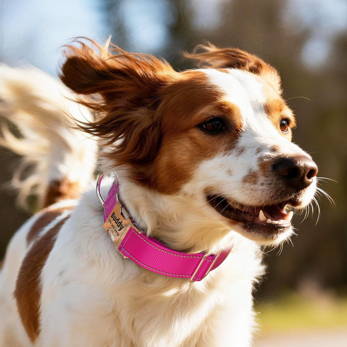 Reflective Dog Collar with Engraved ID Tag Z3094