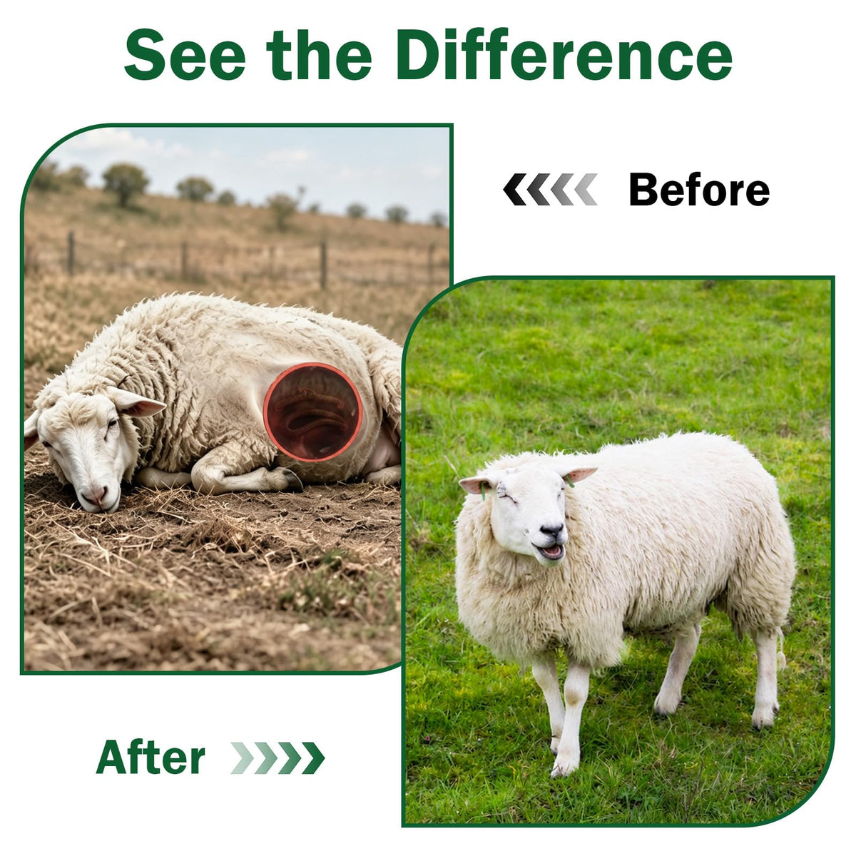 Liquid Dewormer with Fenbendazole S545
