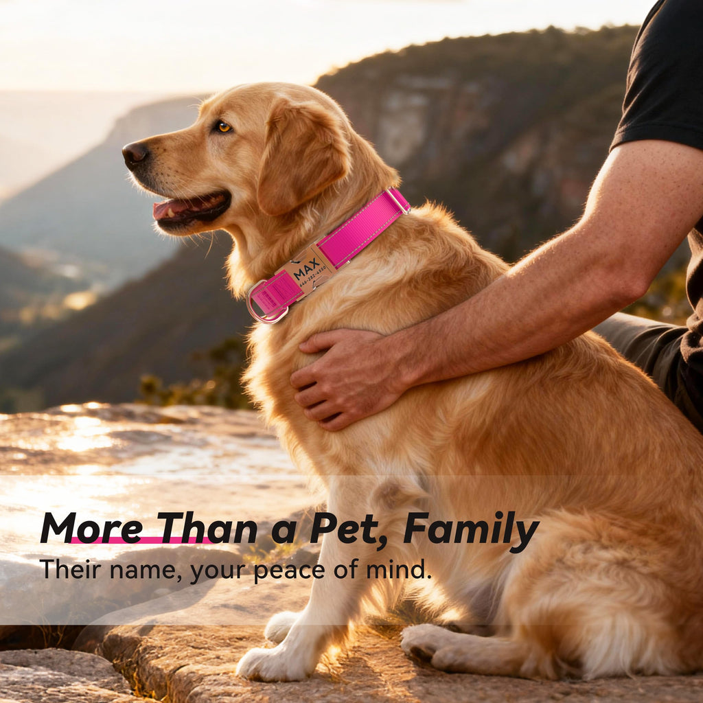 Reflective Dog Collar with Engraved ID Tag Z3094